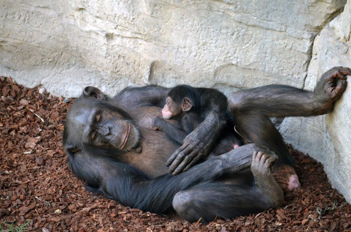 Nace una cría de chimpancé en Bioparc