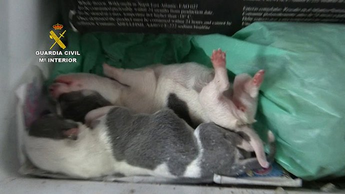 Rescatats 400 gossos d'un centre de cria il·legal