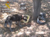 Investigado en Motril por maltrato animal hacia sus perros, uno de los cuales fue sacrificado