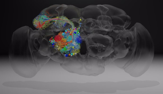 Actividad neuronal en el cerebroi de una mosca reproducida en el estudio