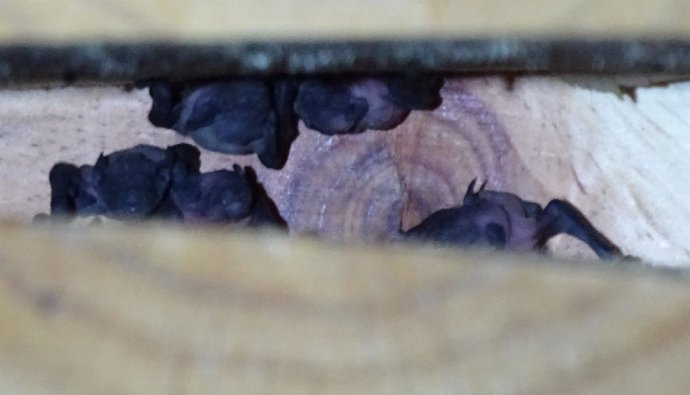 ANSE confirma la reproducción de murciélagos en cajas nido instaladas 