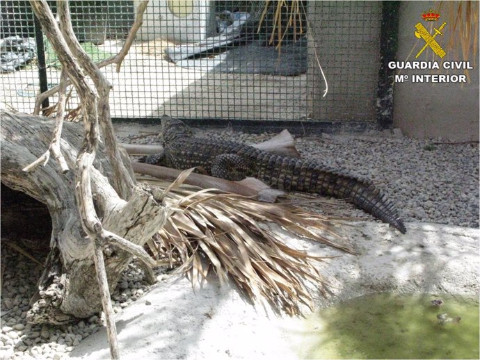 Criadero ilegal de reptiles en Alicante