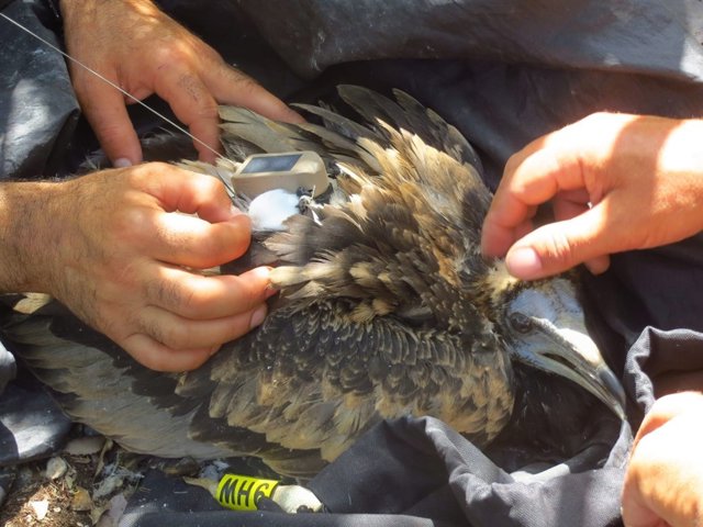 Anillamiento de un pollo de alimoche