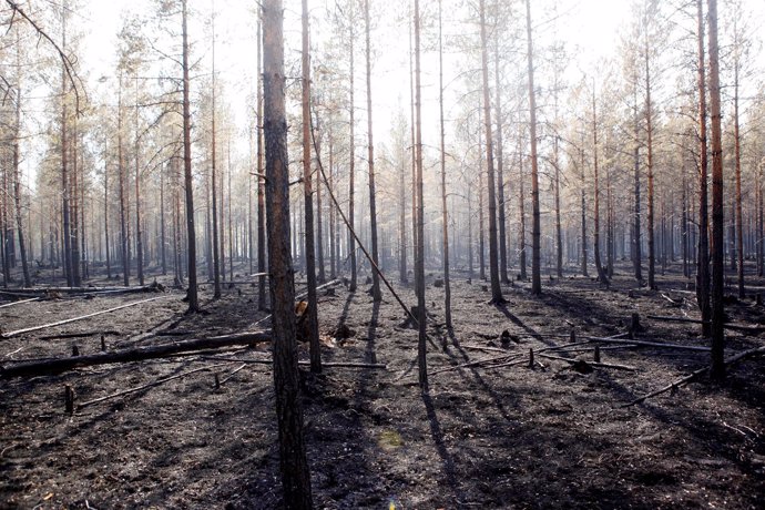 Incendios forestales en Suecia