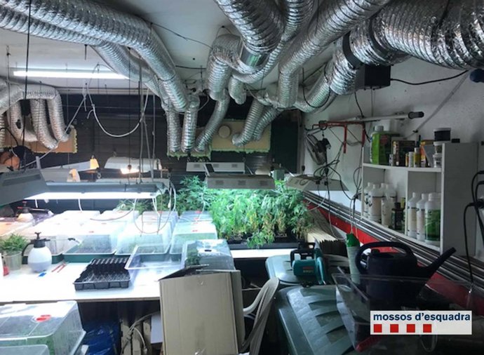 Plantació de marihuana a Cabrils (Barcelona)