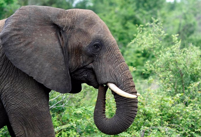 Un elefante en el Parque Nacional Kruger, en Sudáfrica 