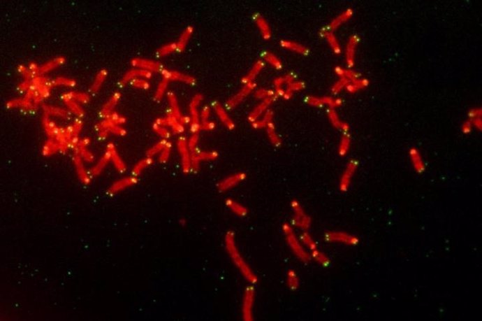 L prevenir la reparación del ADN, los fármacos inhibidores de PARP hacen que las