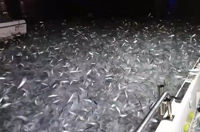 Sardinas saltando fuera del agua