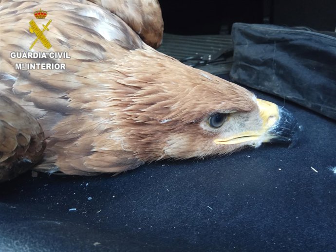 Cría de ágila imperial