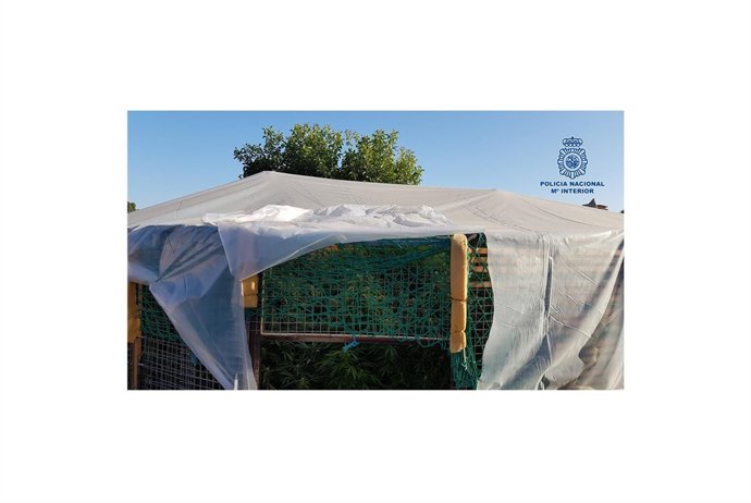 Plantación de Marihuana