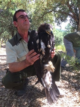 Ejemplar de águila real rescatada