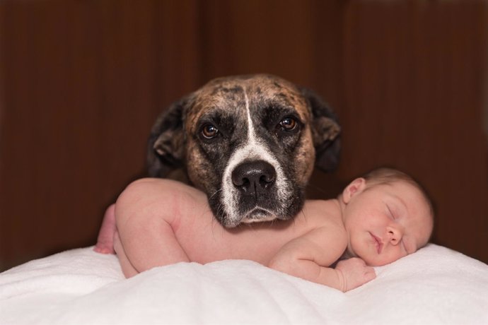 Perro y recién nacido, mascota