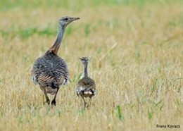 Hembra de avutarda ('Otis tarda') con su pollo