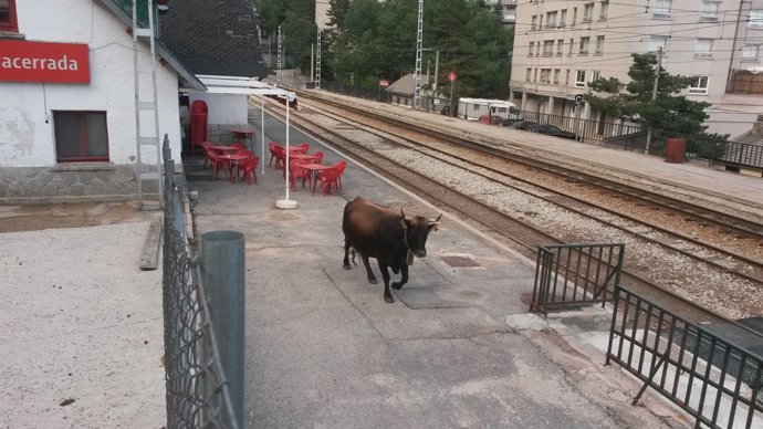 Una vaca a una estació d'Adif (ARXIU)