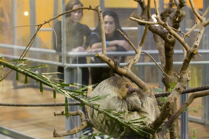 Un perezoso que habita en el BioDomo del Parque de las Ciencias