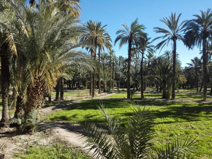 Palmeral histórico