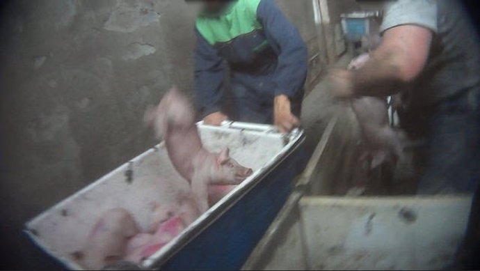 Cerdos maltratados en granjas