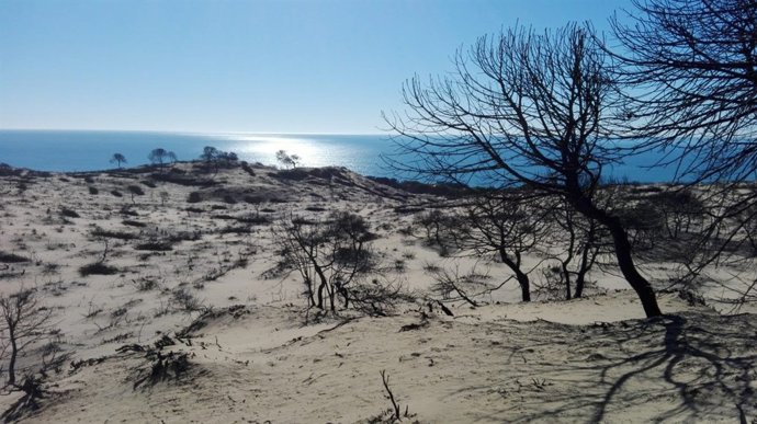 Zona afectada por el incendio en Doñana en el verano de 2017