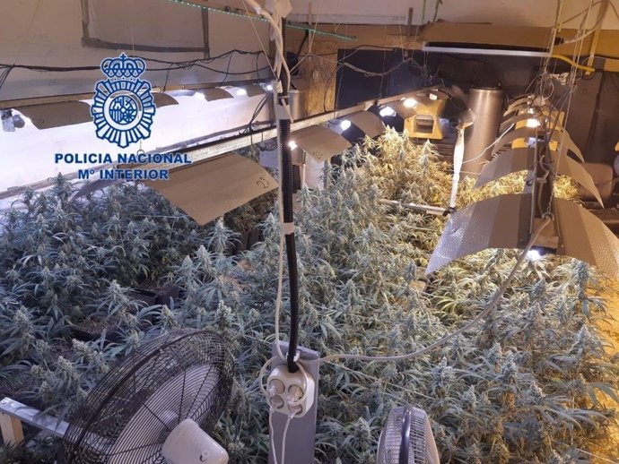 Plantas dentro de la nave alquilada en Elche