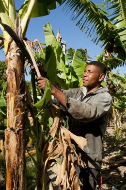 Agrocrédito en República Domicana de Fundación CODESPA, ADOPEM y la AECID