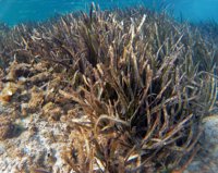 Greenpeace, Oceana y Terraferida piden al Govern que el decreto de la posidonia se implemente de manera "inmediata"