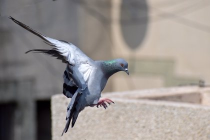 Las Palomas Mensajeras Se Guian Por Olores Naturales Familiares