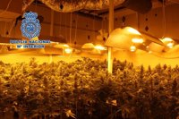 Detenido tras intervenir más de 700 plantas de marihuana en una nave industrial de Churriana de la Vega (Granada)