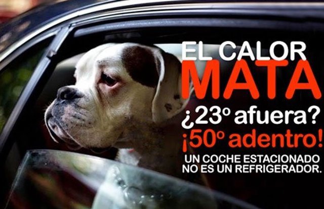 Llamamiento para no dejar a los perros en coches