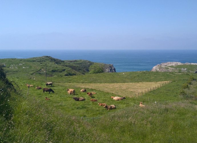 Vacas, Asturiana de los valles, Rural, costa asturiana, playa de Cue en Llanes, 