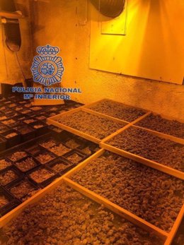 Plantación de marihuana indoor en Callosa d'en Sarrià