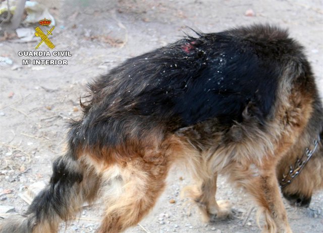 Estado perro en caso de abandono animal en Águilas