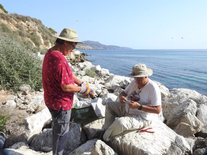 Seguimiento de colonias de gaviota de pico rojo en Melilla