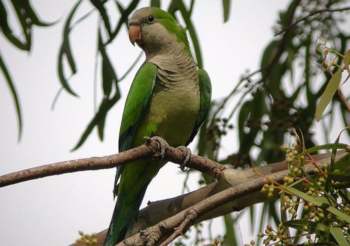 Cotorra argentina, una especie invasora que coloniza España