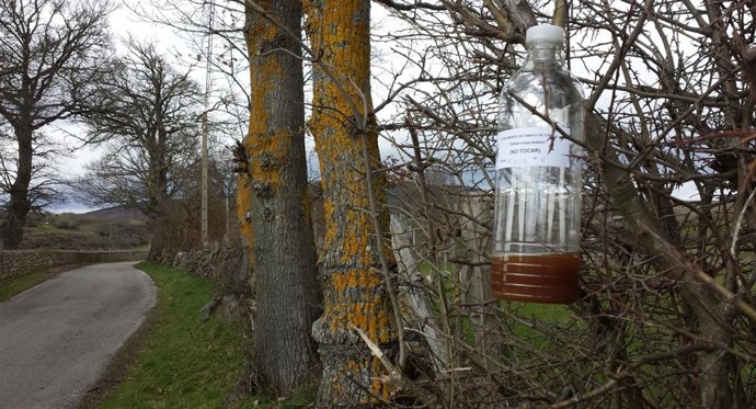 Trampa avispa asiática