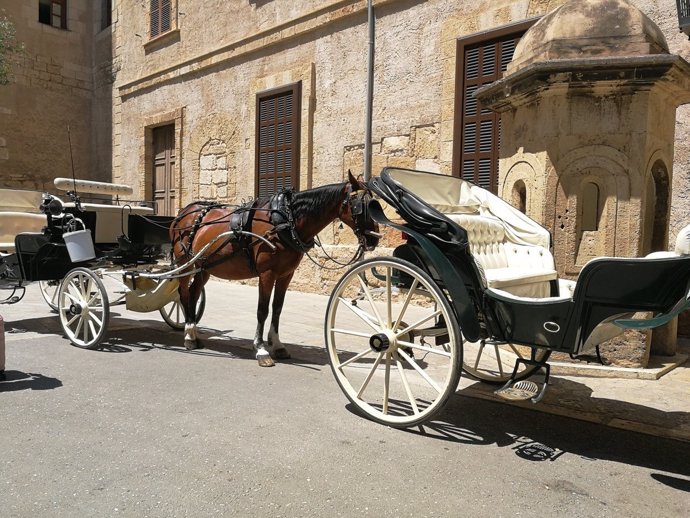 Caballos de las calesas de Palma al sol en la zona de la Catedral