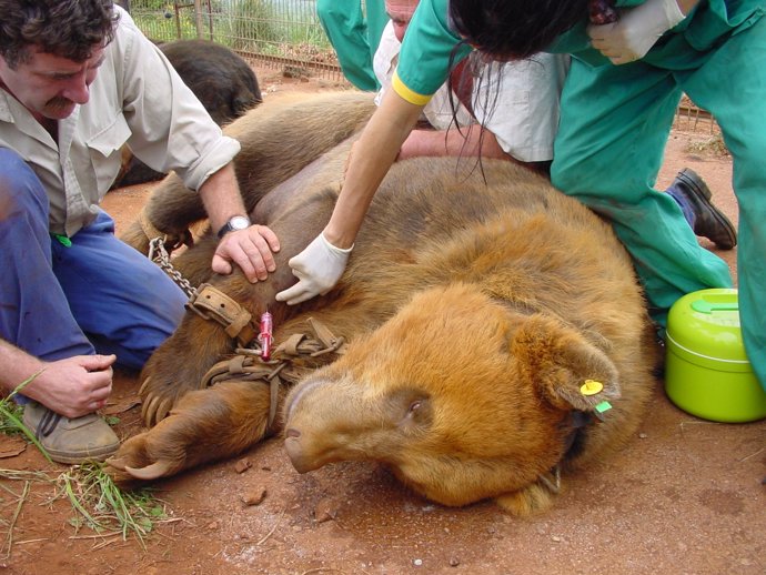 Un equipo medico atiende a un oso en el parque natural de Cabárceno 