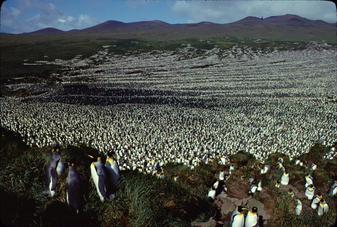Colonia de pingüinos rey en Île aux Cochons (Isla de los Cerdos) en 1982