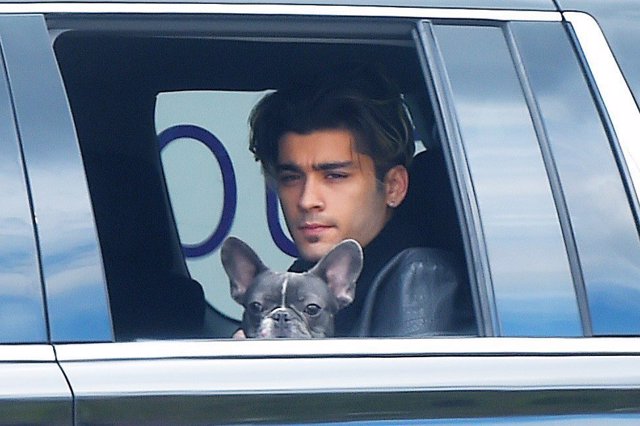 New York, NY  - *EXCLUSIVE*  - Zayn Malik holds a french bull dog as he cruises 