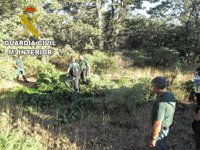 Un detenido y más de 7.000 plantas de marihuana intervenidas en la Alpujarra de Granada