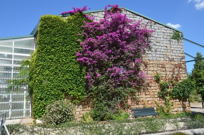 [Cáceres] Flor Del Mes De Agosto