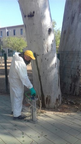 Endoterapia, ÁRBOLES