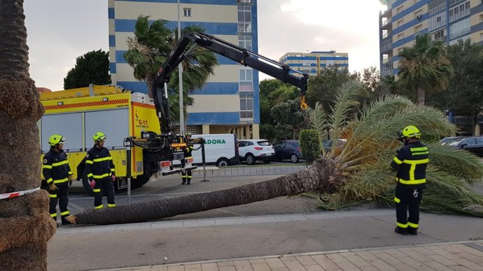 Retirada de una palmera caída en Cádiz