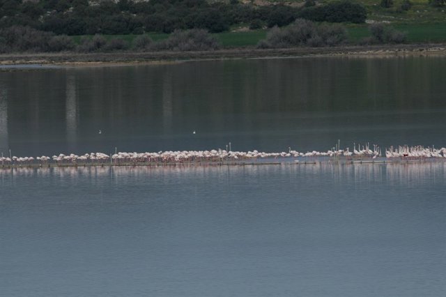 Flamencos en Fuente de Piedra 