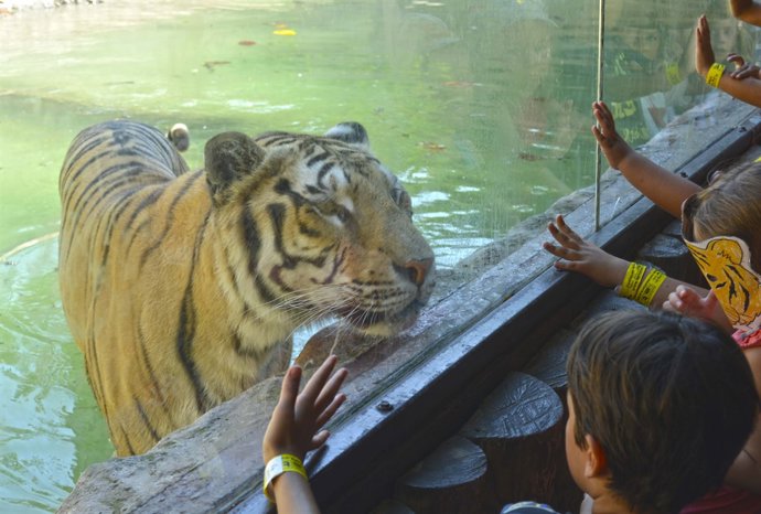 Un tigre frente a un grupo de menores en Terra Natura