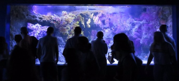 Visitantes frente al nuevo tanque de corales del Oceanogràfic