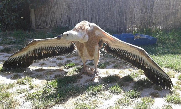 Buitre leonado en la actualidad