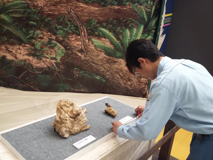 Fósiles del Turiasaurus expuestos en la ciudad japonesa de Kitakyushu