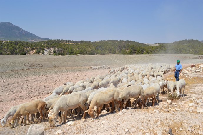 Un pastor con ovejas en Almería