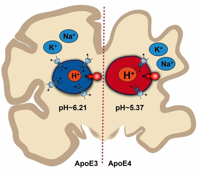 Ilustración de cómo el desequilibrio del pH en cerebro puede llevar a Alzheimer