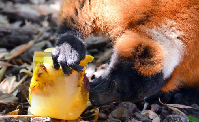 Lemur comiendo helado 